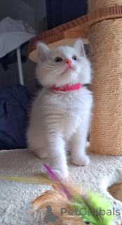 Photo №1. ragdoll - for sale in the city of Jesteburg | 361$ | Announcement № 174778