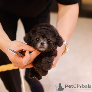 Photo №1. poodle (toy) - for sale in the city of Charlotte | 450$ | Announcement № 151984