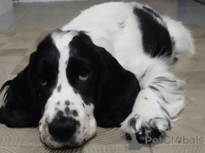 Photo №4. I will sell english cocker spaniel in the city of Minsk. from nursery - price - negotiated