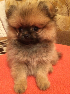 Photo №1. pomeranian - for sale in the city of Minsk | 550$ | Announcement № 711