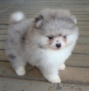 Photo №2 to announcement № 106093 for the sale of pomeranian - buy in Germany breeder