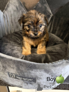 Photo №1. chow chow - for sale in the city of Arkansas City | 350$ | Announcement № 163986