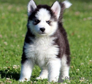 Photo №1. siberian husky - for sale in the city of Bratislava | negotiated | Announcement № 161822