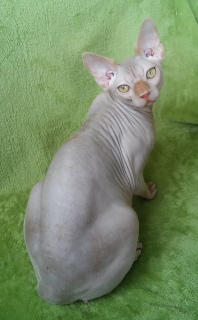 Photo №4. I will sell sphynx-katze in the city of Odessa. from nursery - price - 500$