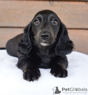 Additional photos: dachshund puppy