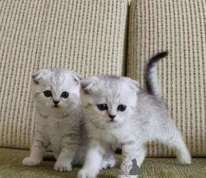 Photo №1. munchkin - for sale in the city of Bocholt | 361$ | Announcement № 172312