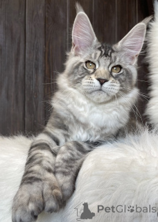 Photo №1. maine coon - for sale in the city of Baden Baden | 1022$ | Announcement № 163667