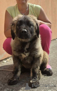 Additional photos: Caucasian Shepherd Dog puppies of the highest quality