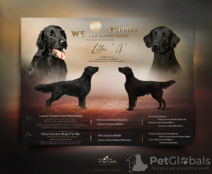 Photo №1. flat-coated retriever - for sale in the city of Tallinn | negotiated | Announcement № 90973