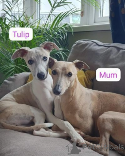 Additional photos: Beautiful KC registered whippet puppies