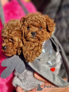 Photo №2 to announcement № 84941 for the sale of poodle (dwarf) - buy in Serbia 