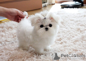 Photo №1. shih tzu - for sale in the city of Milos | negotiated | Announcement № 129962