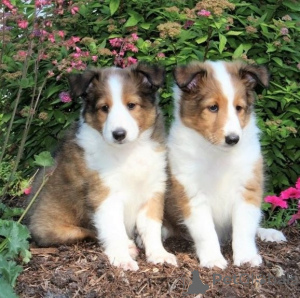 Photo №1. shetland sheepdog - for sale in the city of Freiburg | Is free | Announcement № 170167