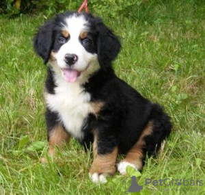 Photo №1. bernese mountain dog - for sale in the city of Burbank | Is free | Announcement № 124123