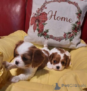 Photo №1. cavalier king charles spaniel - for sale in the city of Berlin | negotiated | Announcement № 169715