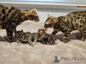 Photo №2 to announcement № 139942 for the sale of bengal cat - buy in United States private announcement
