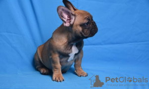 Photo №2 to announcement № 7476 for the sale of french bulldog - buy in Ukraine private announcement