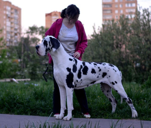 Photo №3. Great Dane puppies. Russian Federation