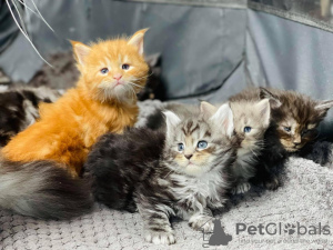 Photo №2 to announcement № 114785 for the sale of maine coon - buy in Brazil private announcement