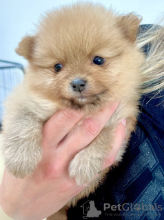 Photo №1. pomeranian - for sale in the city of Alabama | 300$ | Announcement № 112167