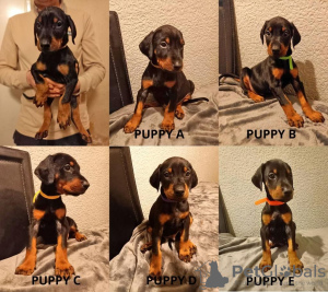 Photo №1. dobermann - for sale in the city of Мальмё | 360$ | Announcement № 9590