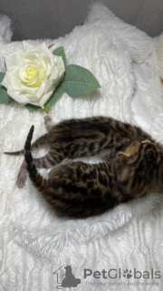 Photo №3. Purebred Bengal kittens, large selection. Russian Federation