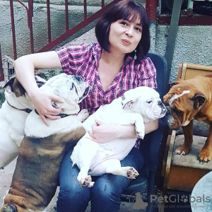 Photo №4. I will sell english bulldog in the city of Tbilisi. from nursery - price - 1500$