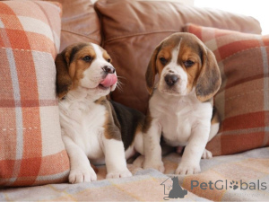 Photo №1. beagle - for sale in the city of Tallinn | negotiated | Announcement № 162260