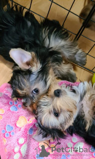 Photo №3. Yorkshire terrier puppies. Russian Federation