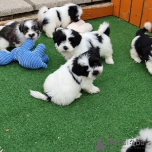 Photo №1. shih tzu - for sale in the city of Мёнхенгладбах | 188$ | Announcement № 129852