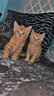 Photo №1. maine coon - for sale in the city of Aarbergen | 310$ | Announcement № 155349