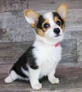 Photo №4. I will sell welsh corgi in the city of Sion.  - price - negotiated