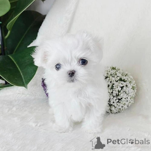 Photo №4. I will sell maltese dog in the city of San Domino. private announcement, from nursery, from the shelter, breeder - price - 774$
