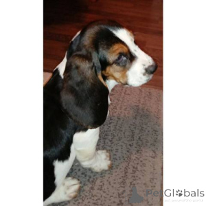 Photo №4. I will sell basset hound in the city of Sremska Mitrovica.  - price - negotiated