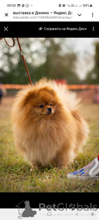Photo №3. Champion for knitting. Small German Spitz. in Russian Federation. Announcement № 147056