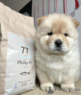 Photo №2 to announcement № 83563 for the sale of chow chow - buy in United States private announcement