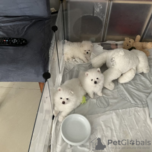 Photo №4. I will sell pomeranian in the city of Cologne. private announcement - price - 350$