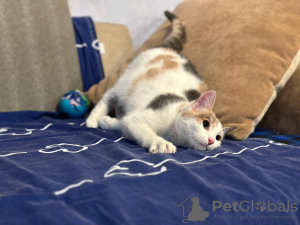 Photo №4. I will sell  in the city of Москва.  - price - Is free