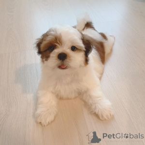 Photo №1. shih tzu - for sale in the city of Melbourne | 2000$ | Announcement № 136902