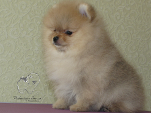 Photo №2 to announcement № 5426 for the sale of pomeranian - buy in Russian Federation breeder
