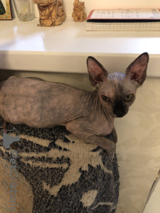 Photo №1. sphynx-katze - for sale in the city of Stary Oskol | 207$ | Announcement № 27094