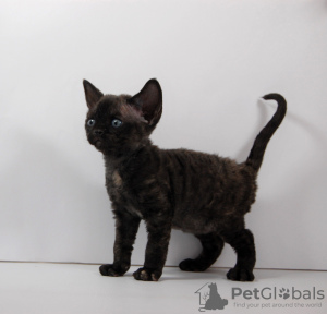 Photo №3. Female Devon Rex. United States