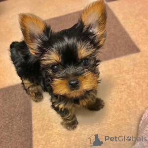 Photo №3. They're 10 weeks old . Pm me directly if interested. Switzerland