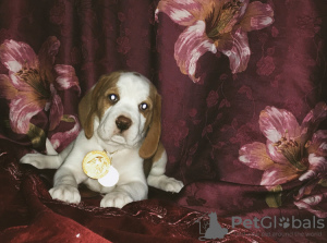 Additional photos: Beagle puppy of rare bicolor color