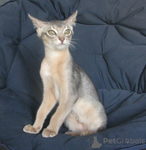 Photo №2 to announcement № 50886 for the sale of abyssinian cat - buy in Belarus from nursery