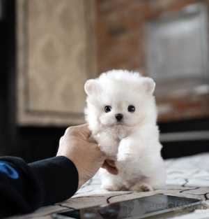 Photo №2 to announcement № 137392 for the sale of poodle (toy) - buy in Germany private announcement