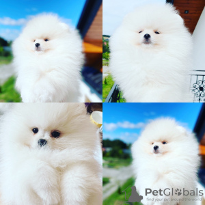Photo №1. pomeranian - for sale in the city of Покровск | 2600$ | Announcement № 25525