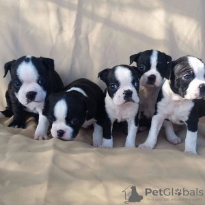 Photo №1. boston terrier - for sale in the city of New Orleans | negotiated | Announcement № 12071