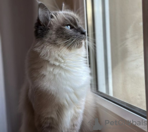 Photo №2 to announcement № 101769 for the sale of ragdoll - buy in Germany private announcement, breeder