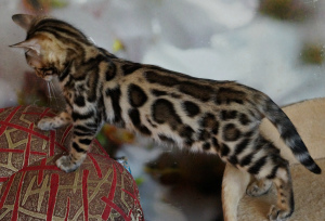 Additional photos: Leopard in miniature